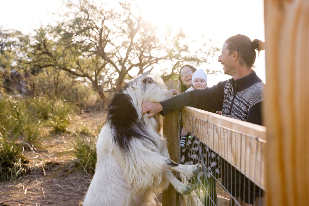 Family petting a goat that is sticking its tongue out.